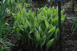 Crowned Imperial Hosta (Hosta 'Crowned Imperial') at Lakeshore Garden Centres