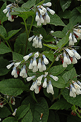 Variegated Russian Comfrey (Symphytum x uplandicum 'Variegatum') at Lakeshore Garden Centres
