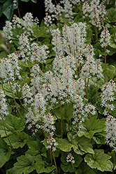 Inkblot Foamflower (Tiarella 'Inkblot') at Lakeshore Garden Centres
