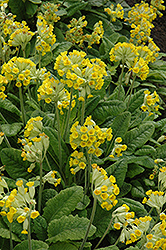 English Cowslip (Primula veris) at Lakeshore Garden Centres