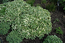 Sunningdale Variegated Masterwort (Astrantia major 'Sunningdale Variegated') at Lakeshore Garden Centres