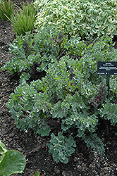 Sea Kale (Crambe maritima) at Lakeshore Garden Centres