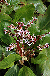 Silberlicht Bergenia (Bergenia 'Silberlicht') at Lakeshore Garden Centres