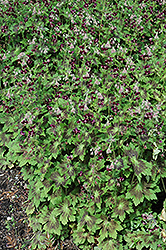 Samobor Cranesbill (Geranium phaeum 'Samobor') at Golden Acre Home & Garden