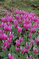 Purple Cyclamen (Cyclamen purpurascens) at Lakeshore Garden Centres
