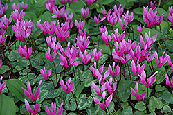 Purple Cyclamen (Cyclamen purpurascens) at Lakeshore Garden Centres