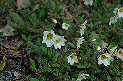 Mountain Avens (Dryas octopetala) at Lakeshore Garden Centres