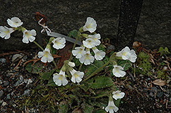 Virginalis Hardy African Violet (Haberlea rhodopensis 'Virginalis') at Lakeshore Garden Centres