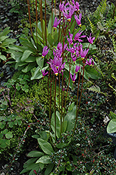 Shooting Star (Dodecatheon meadia) at Golden Acre Home & Garden