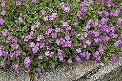 Purple Rock Cress (Aubrieta deltoidea) at A Very Successful Garden Center