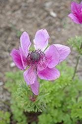 Sylphide Grecian Windflower (Anemone coronaria 'Sylphide') at Lakeshore Garden Centres