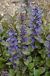 Valfredda Bugleweed (Ajuga reptans 'Valfredda') at Lakeshore Garden Centres