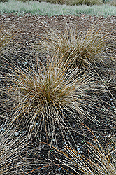 Olive Autumn Sedge (Carex dipsacea 'Olive') at Lakeshore Garden Centres