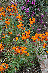Apricot Twist Wallflower (Erysimum 'Apricot Twist') at Lakeshore Garden Centres