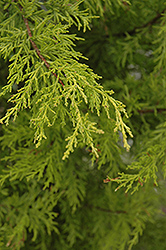 Yellow MacNab Cypress (Cupressus macnabiana 'Sulphurea') at Lakeshore Garden Centres