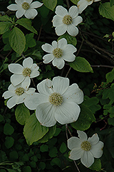 Pacific Dogwood (Cornus nuttallii) at Lakeshore Garden Centres