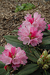 Queen Alice Rhododendron (Rhododendron yakushimanum 'Queen Alice') at Lakeshore Garden Centres