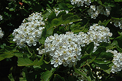 E.H. Wilson Hawthorn (Crataegus kansuensis 'E.H. Wilson') at Lakeshore Garden Centres