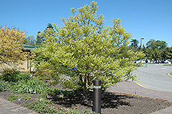 Oldham's Meliosma (Meliosma pinnata 'Oldhamii') at Lakeshore Garden Centres