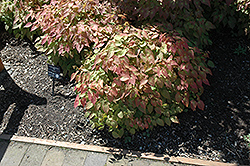 Yubae Bishop's Hat (Epimedium grandiflorum 'Yubae') at Lakeshore Garden Centres