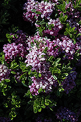Cheriton Daphne (Daphne 'Cheriton') at Lakeshore Garden Centres