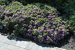 Cheriton Daphne (Daphne 'Cheriton') at Lakeshore Garden Centres