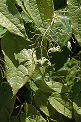 Brimstone Butterfly Bishop's Hat (Epimedium franchetii 'Brimstone Butterfly') at Lakeshore Garden Centres