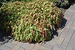 La Rocaille Bishop's Hat (Epimedium grandiflorum 'La Rocaille') at Lakeshore Garden Centres