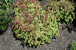 Tama No Genpei Bishop's Hat (Epimedium 'Tama No Genpei') at Lakeshore Garden Centres