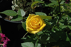 Behold Rose (Rosa 'Behold') at Lakeshore Garden Centres