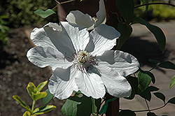 Fair Rosamund Clematis (Clematis 'Fair Rosamund') at Lakeshore Garden Centres