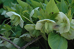 Ushba Hellebore (Helleborus 'Ushba') at Lakeshore Garden Centres