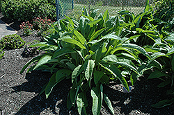 Sonnenspeer Inula (Inula racemosa 'Sonnenspeer') at Lakeshore Garden Centres