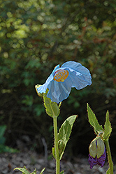 Lingholm Himalayan Blue Poppy (Meconopsis 'Lingholm') at Golden Acre Home & Garden