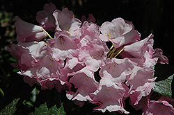 Silverleaf Rhododendron (Rhododendron argyrophyllum) at Lakeshore Garden Centres