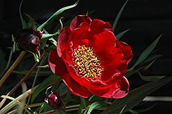 Delavay's Tree Peony (Paeonia delavayi) at Lakeshore Garden Centres