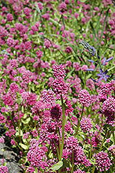 Sea Blush (Plectritis congesta) at Lakeshore Garden Centres