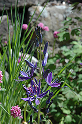 Suksdorf's Camassia (Camassia leichtlinii 'Suksdorfii') at Lakeshore Garden Centres