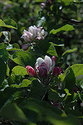 Melrose Apple (Malus 'Melrose') at Lakeshore Garden Centres
