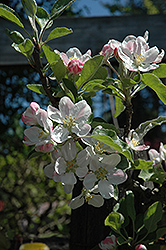 Gordon Apple (Malus 'Gordon') at Lakeshore Garden Centres