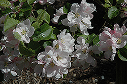 Melba Apple (Malus 'Melba') at Lakeshore Garden Centres