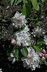 Golden Russet Apple (Malus 'Golden Russet') at Lakeshore Garden Centres