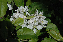 Newton Wonder Apple (Malus 'Newton Wonder') at Lakeshore Garden Centres