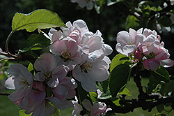 Elstar Apple (Malus 'Elstar') at Lakeshore Garden Centres