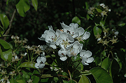 Conference Pear (Pyrus communis 'Conference') at Lakeshore Garden Centres