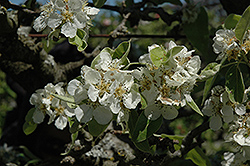Aurora Pear (Pyrus communis 'Aurora') at Lakeshore Garden Centres