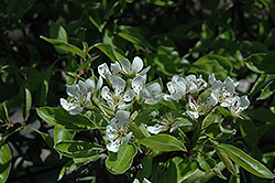 Sierra Pear (Pyrus communis 'Sierra') at Lakeshore Garden Centres