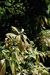 Flamingo Japanese Pieris (Pieris japonica 'Flamingo') at Lakeshore Garden Centres