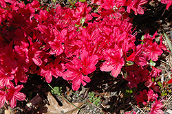Hiryu Azalea (Rhododendron obtusum) at Lakeshore Garden Centres
