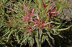 Spider Azalea (Rhododendron stenopetalum 'Linearifolium') at Lakeshore Garden Centres